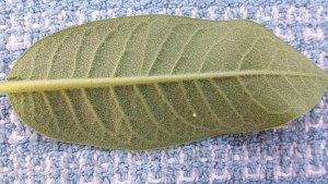 Searching for Monarch Eggs