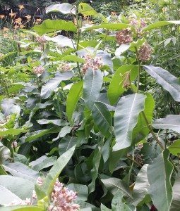 Milkweed plants for monarch eggs
